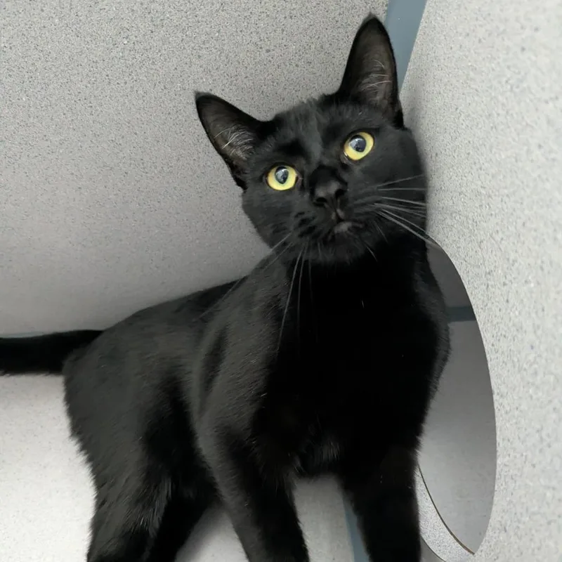 An adult medium-sized male Black Domestic Short Hair cat named Legra for adoption in Evansville, IN
