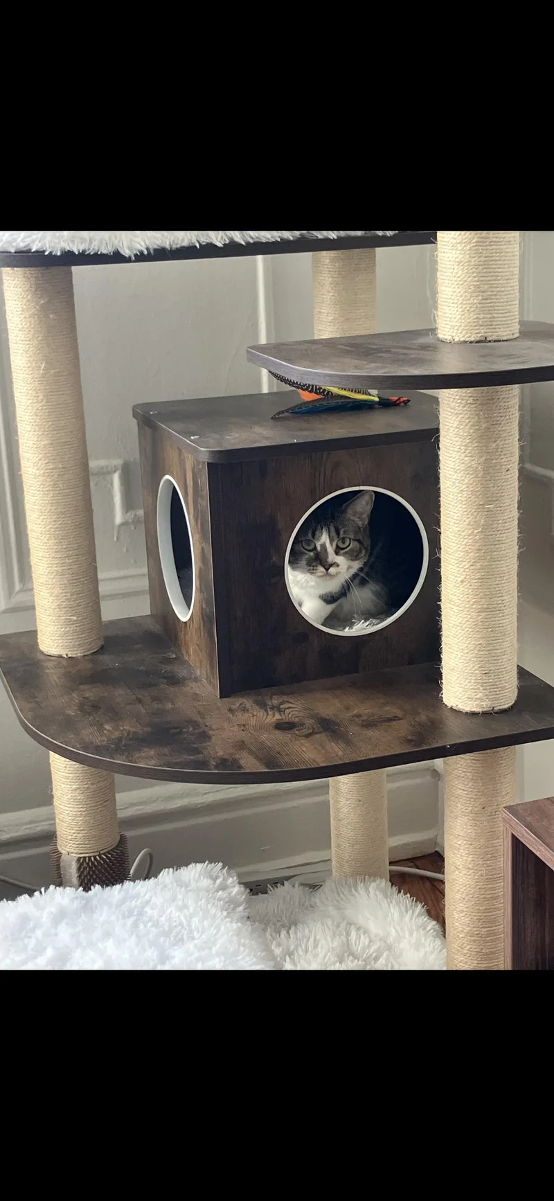 A young medium-sized female American Shorthair cat named Sofrita for adoption in Brooklyn, NY