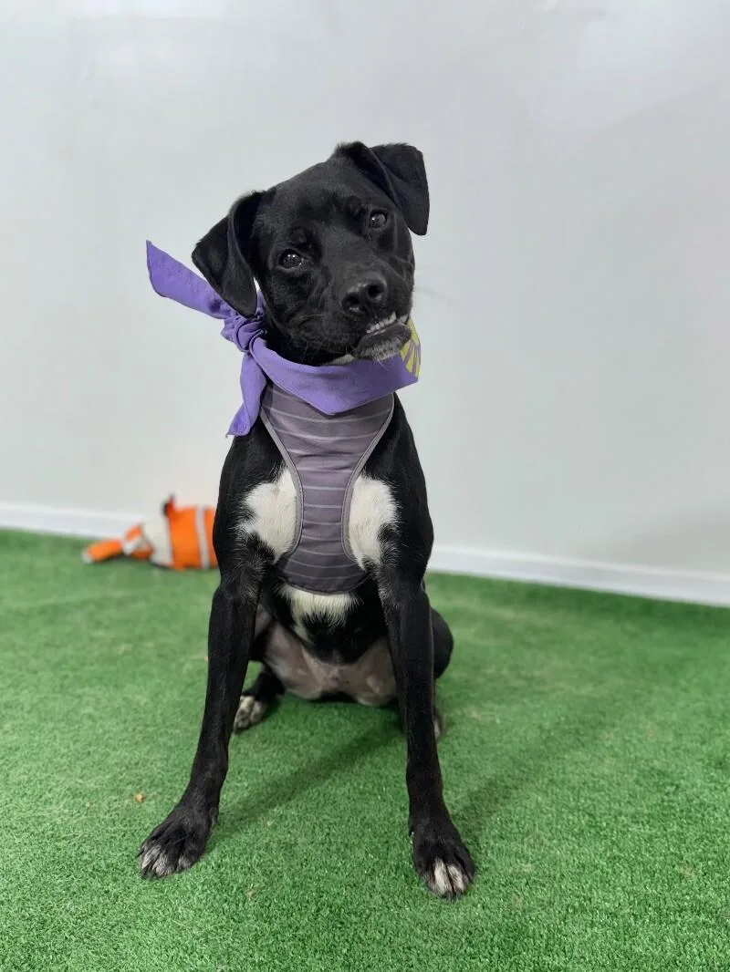 A young medium-sized male Black Puggle dog named Prada for adoption in Carlsbad, CA