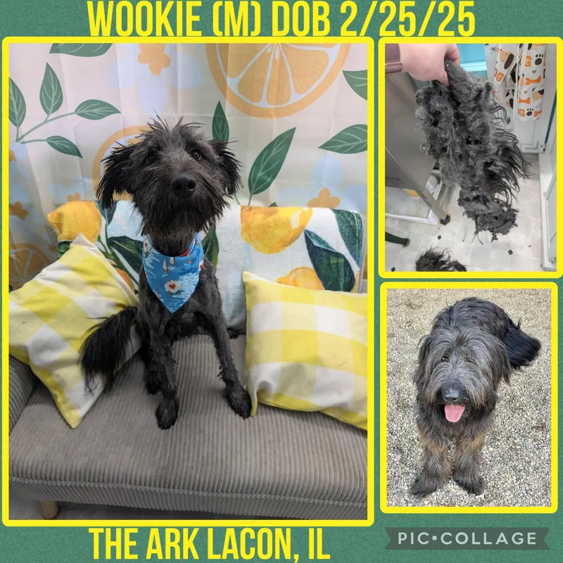 Wookie thumbnail 3