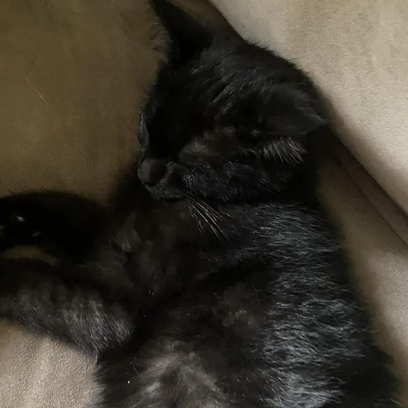 A baby medium-sized male Black Domestic Short Hair cat named Leafbud for adoption in Rochester, NY