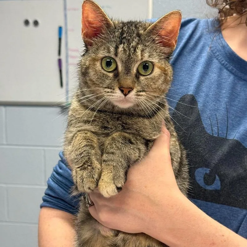 An adult medium-sized female Buff / Tan / Fawn Domestic Short Hair cat named Maple for adoption in Martinsville, VA