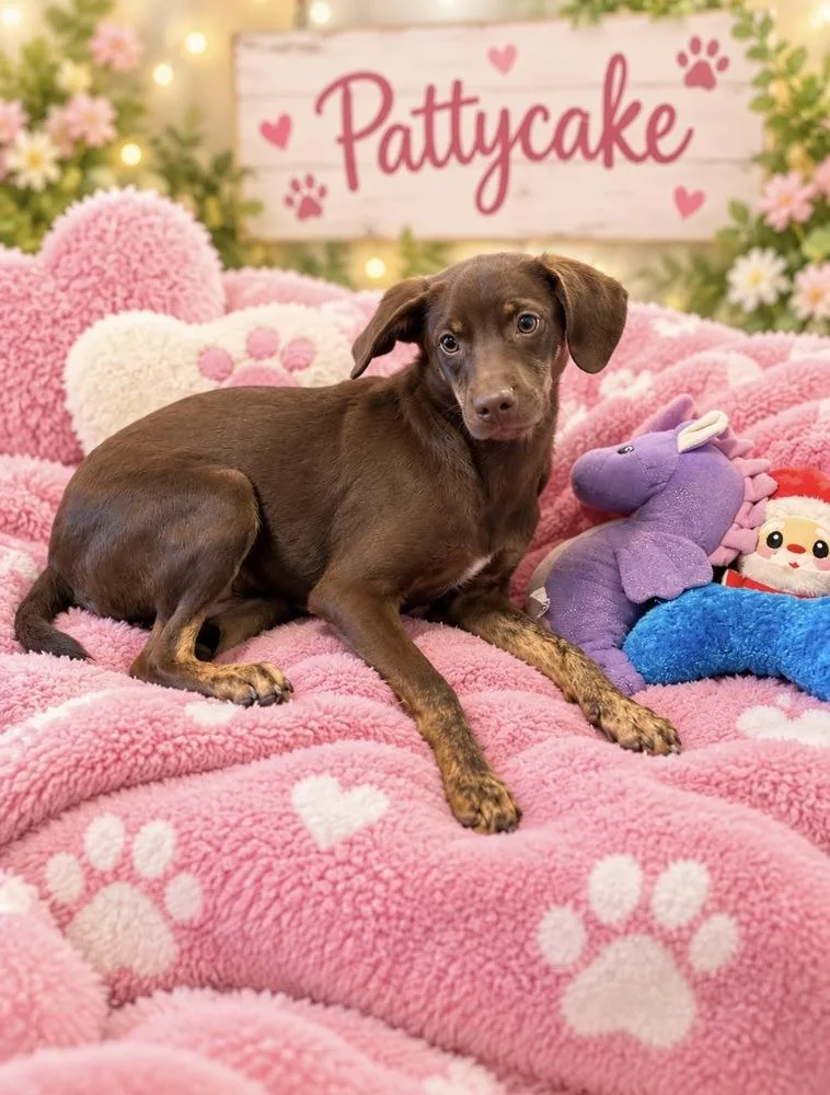 A young medium-sized female Labrador Retriever dog named Pattycake for adoption in Cedartown, GA
