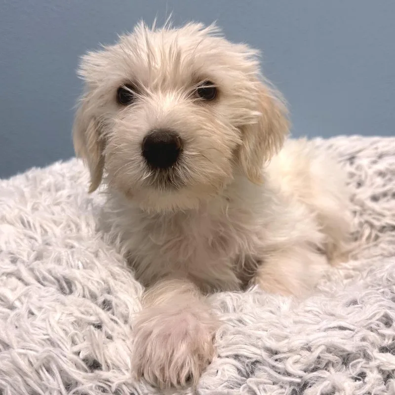 A baby medium-sized male Yellow / Tan / Blond / Fawn Labrador Retriever dog named Buggy for adoption in Park City, UT