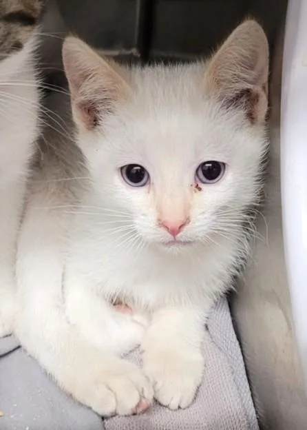 A baby small-sized female Domestic Short Hair cat named Malibu for adoption in Los Angeles, CA