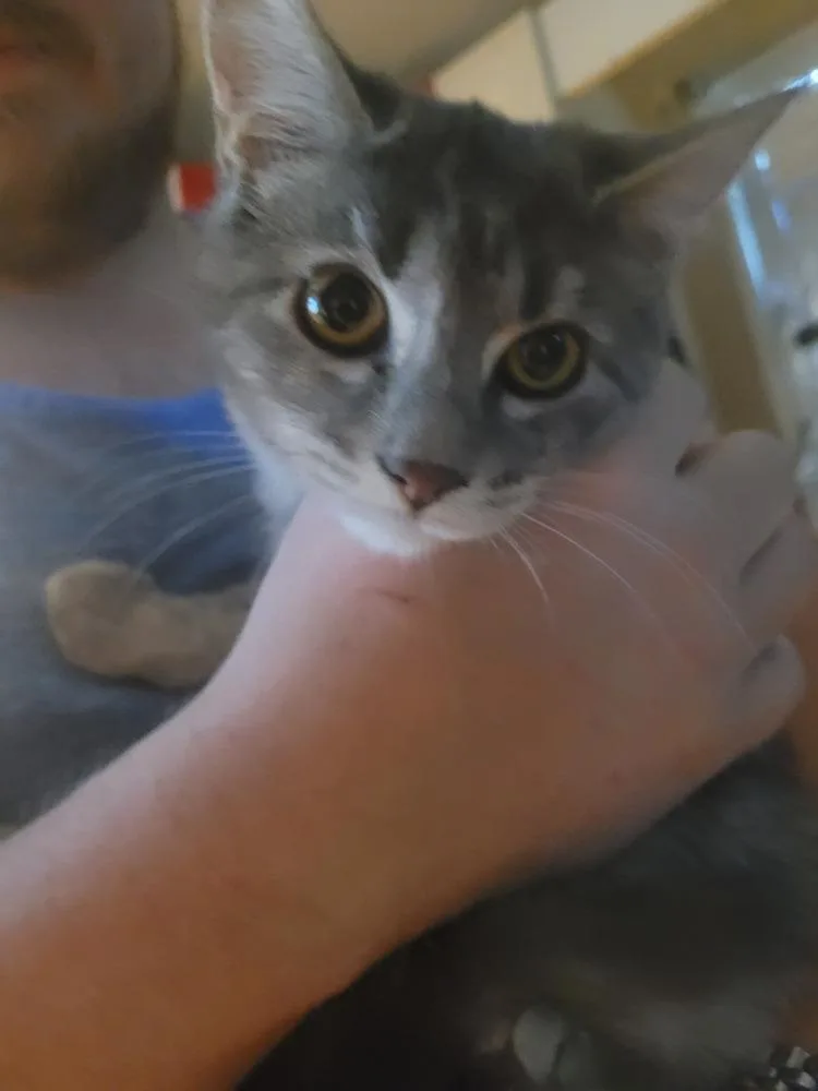 A baby small-sized female Gray / Blue / Silver Domestic Short Hair cat named Magic for adoption in Salisbury, NC