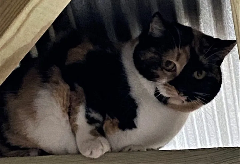 Sweet Pea thumbnail 3