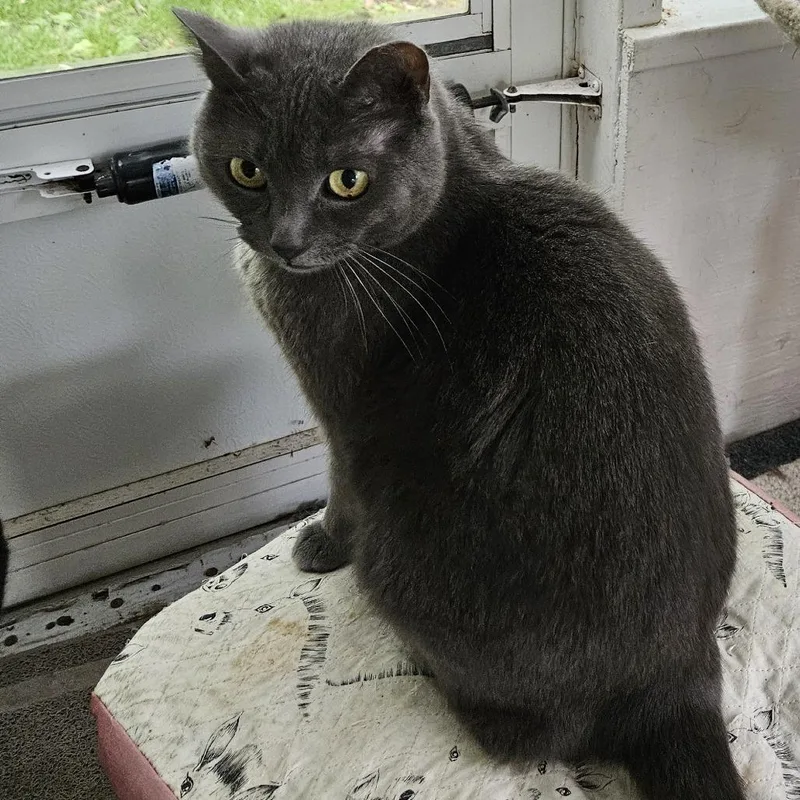 A senior small-sized female Gray / Blue / Silver Domestic Short Hair cat named Dusty for adoption in Melbourne, KY