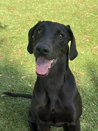 A young large-sized female Catahoula Leopard Dog dog named Midnight for adoption in Daytona Beach, FL