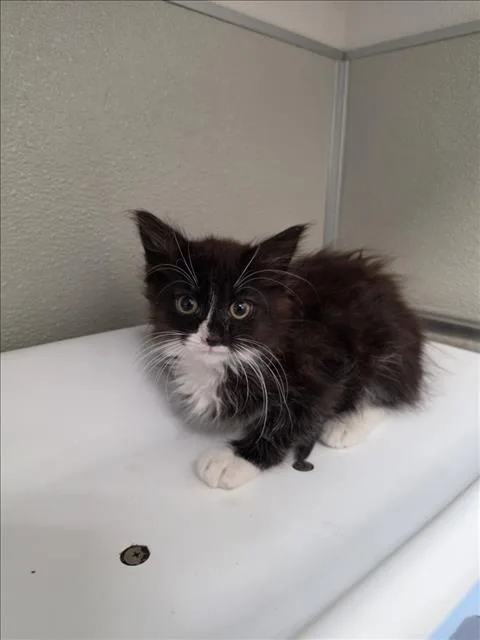 A baby small-sized male Domestic Medium Hair cat named Tarzan for adoption in Tracy, CA