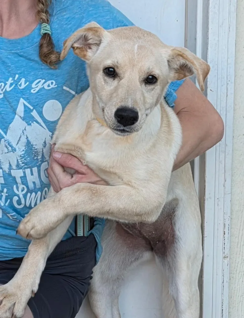 A baby medium-sized female Yellow / Tan / Blond / Fawn Labrador Retriever dog named Honey Pup for adoption in Watertown, CT