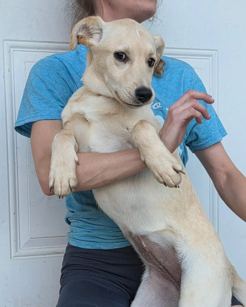 Honey Pup thumbnail 2