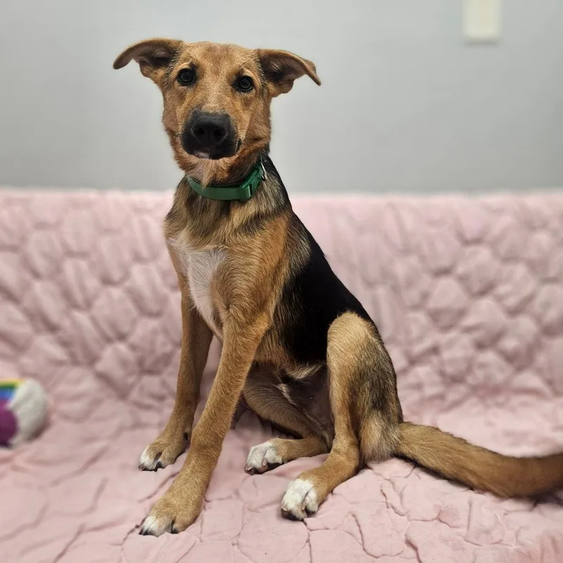 A baby medium-sized male Bicolor German Shepherd Dog dog named Oscar for adoption in Monticello, IA
