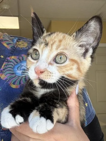 A baby small-sized female Domestic Short Hair cat named Popsicle I AM for adoption in East Brookfield, MA