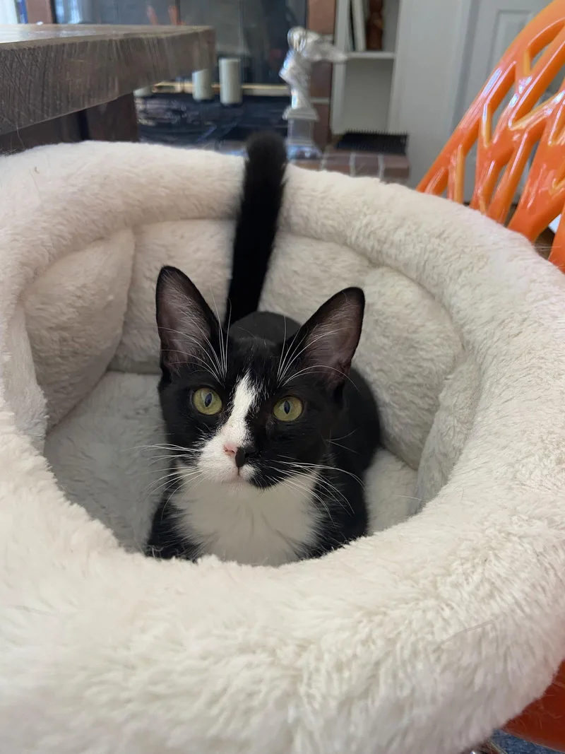 A young medium-sized female Black & White / Tuxedo Domestic Short Hair cat named Tatiana for adoption in Alexandria, VA