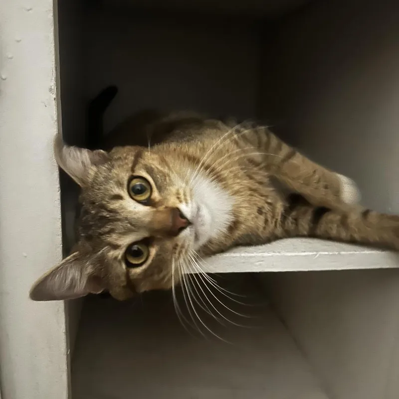 A young small-sized male Brown / Chocolate Domestic Short Hair cat named Shere khan for adoption in Long Beach, CA
