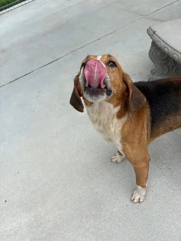 An adult medium-sized male Treeing Walker Coonhound dog named Dj for adoption in Burgaw, NC