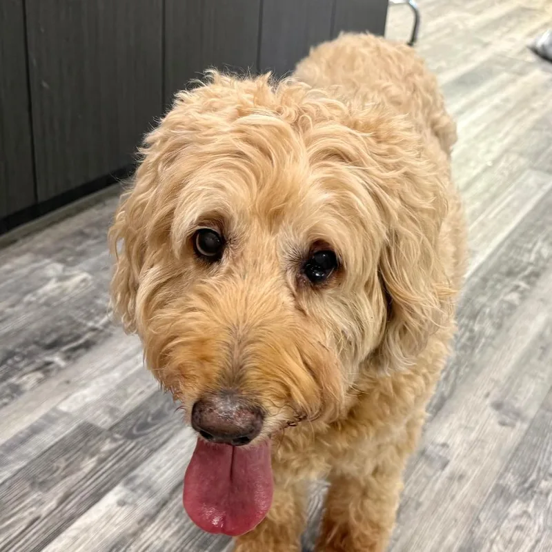A senior large-sized female Golden Poodle dog named Fay for adoption in St. Louis, MO