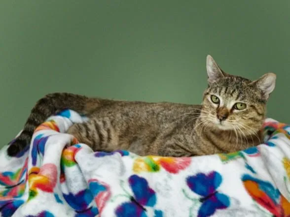 A young small-sized female Domestic Short Hair cat named Louise for adoption in Santa Fe, NM
