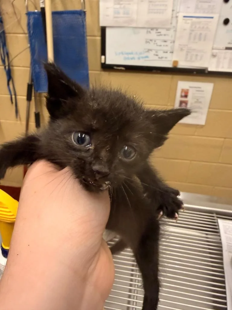 A baby small-sized male Domestic Short Hair cat named Dazzle for adoption in Douglasville, GA