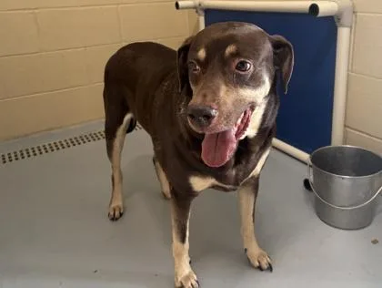 A senior large-sized male Brown / Chocolate Labrador Retriever dog named Big Mac for adoption in Harlingen, TX