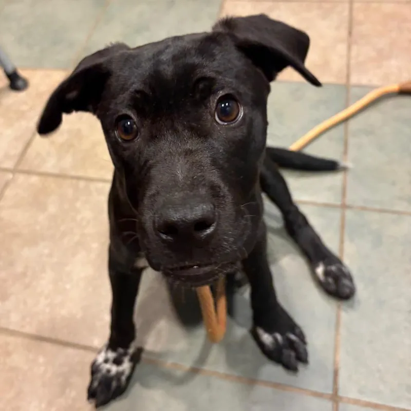 A baby small-sized male Black Mixed Breed dog named Uno for adoption in Chattanooga, TN
