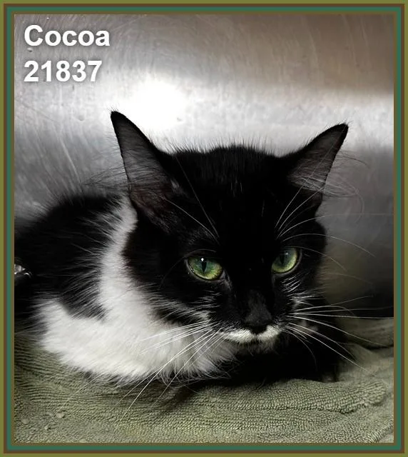 Cocoa