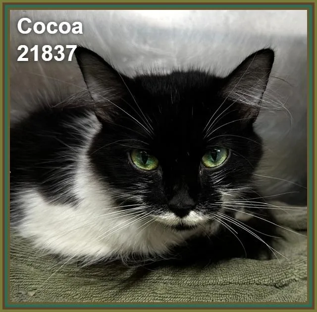 Cocoa thumbnail 4