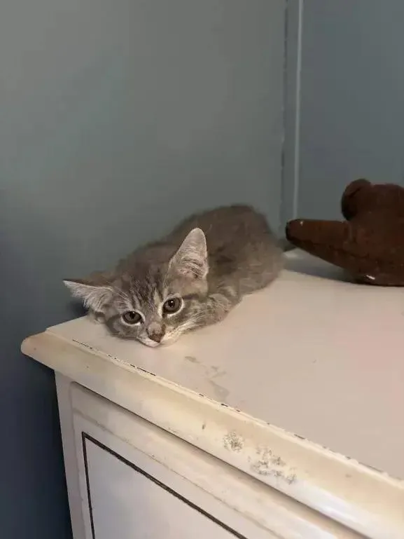 A baby small-sized male Domestic Short Hair cat named Radar for adoption in Grand Rapids, MI