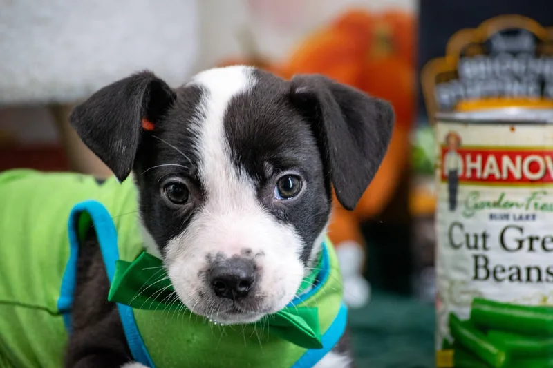 A baby medium-sized male Australian Shepherd dog named Gary Green Bean for adoption in Sevierville, TN