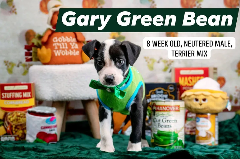 Gary Green Bean thumbnail 3