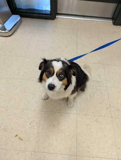 An adult medium-sized female Australian Shepherd dog named Sassy for adoption in Burlington, WA