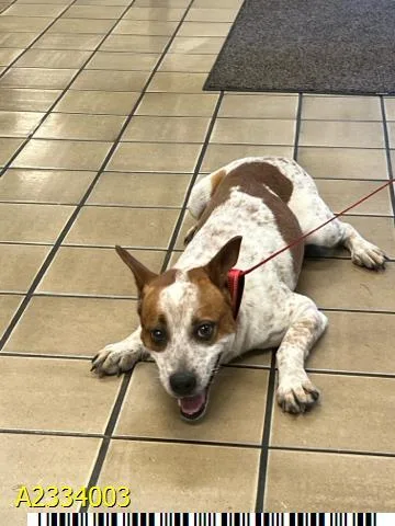 An adult medium-sized male Mixed Breed dog named Sammy for adoption in West Palm Beach, FL