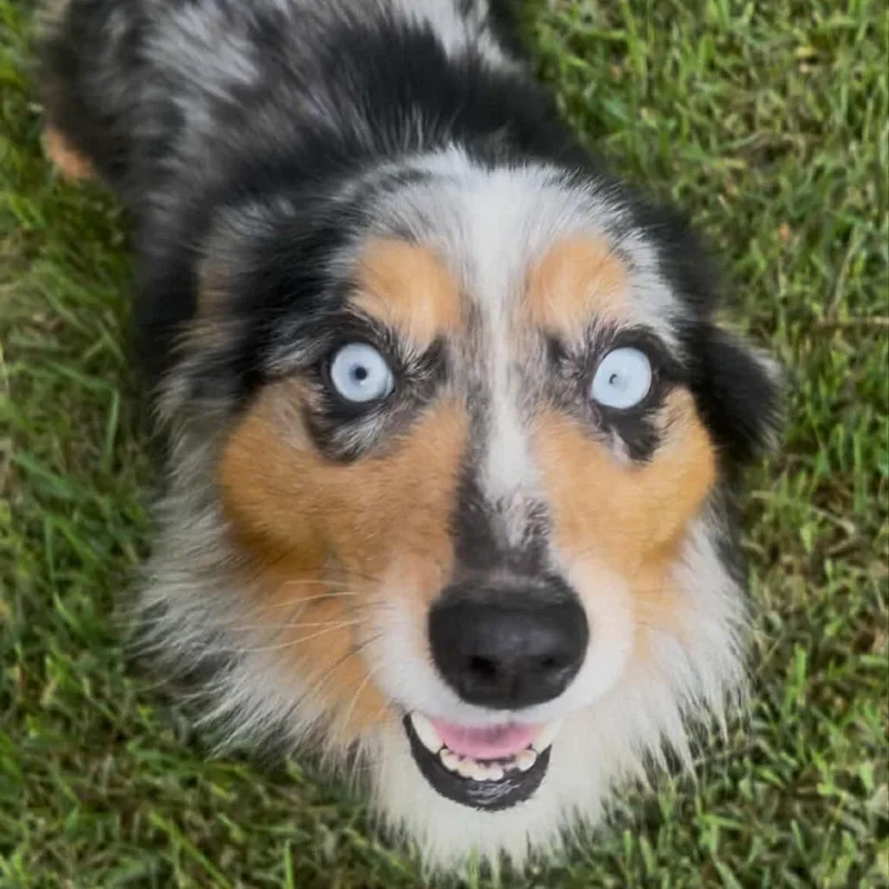 A senior medium-sized female Australian Shepherd dog named Sadie arrived for adoption in Ada, MN