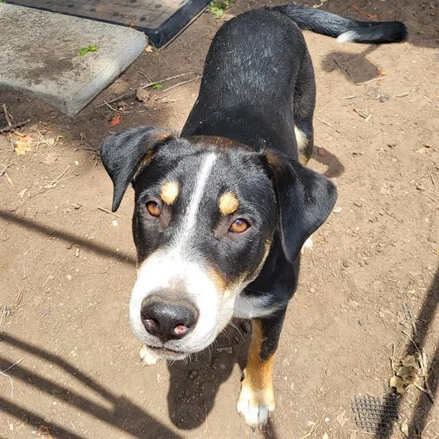 A young medium-sized male Labrador Retriever dog named Marcus for adoption in San Antonio, TX