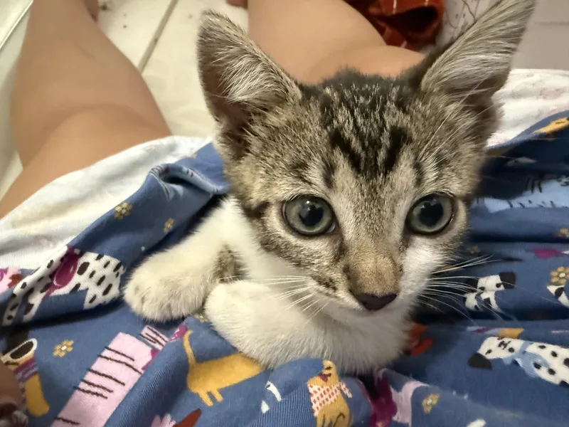 A baby small-sized female White Domestic Short Hair cat named Cleo for adoption in Bayonne, NJ