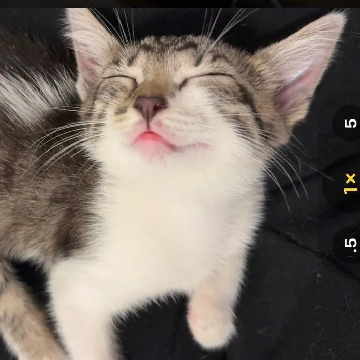 Cleo thumbnail 2