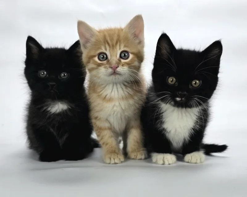 A baby medium-sized male Black & White / Tuxedo Domestic Short Hair cat named Battlecruiser for adoption in Sedalia, CO
