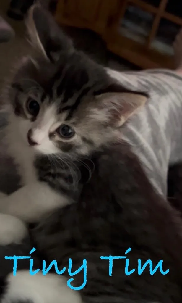 A baby small-sized male Domestic Long Hair cat named Tiny Tim for adoption in Ogden, UT