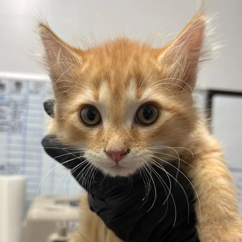 A baby small-sized male Orange / Red Domestic Medium Hair cat named Tot for adoption in Taos, NM