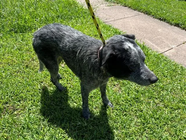 A senior medium-sized female Australian Cattle Dog / Blue Heeler dog named Roo for adoption in Garland, TX