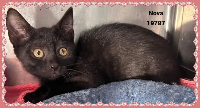 A baby small-sized female Black Domestic Short Hair cat named NOVA see also NEBULA for adoption in Marietta, GA