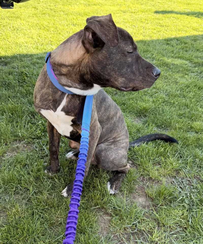 A baby medium-sized male Brindle American Staffordshire Terrier dog named Snoop Dawg for adoption in Houston, TX