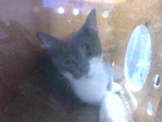A young medium-sized female Domestic Short Hair cat named Sweetpea for adoption in Tallahassee, FL
