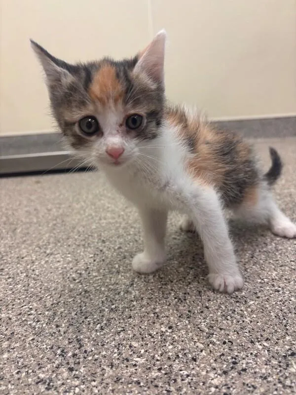 A young medium-sized female Calico cat named Sushi Roll for adoption in Disputanta, VA