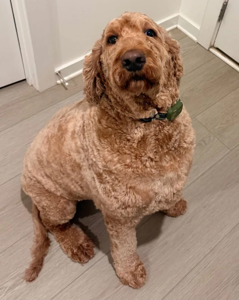 Lovable Louis thumbnail 2