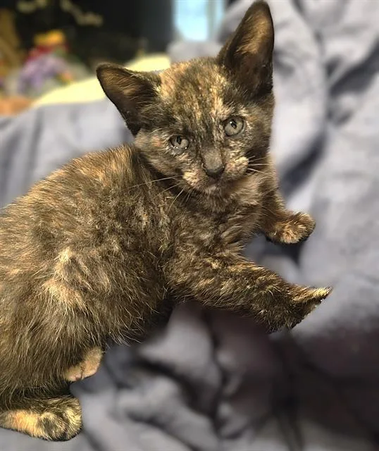 A baby small-sized female Domestic Short Hair cat named Tulip for adoption in Sacramento, CA