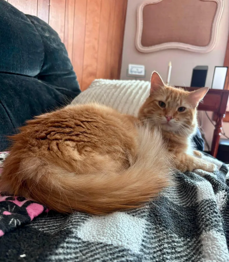 A young medium-sized male Domestic Short Hair cat named Grant for adoption in Plainville, MA