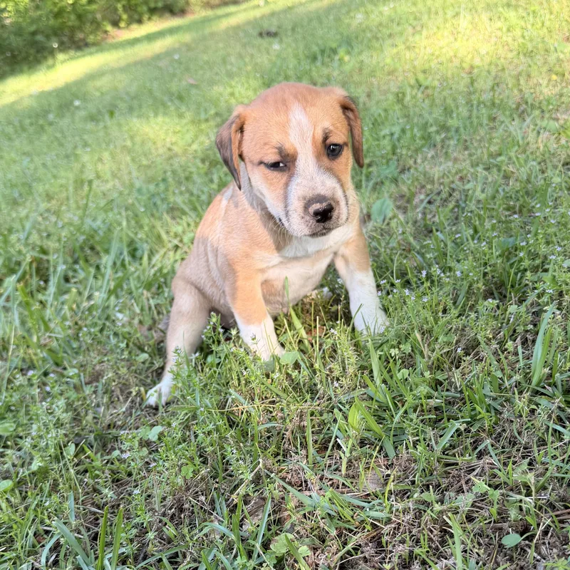 A baby medium-sized female Tricolor (Brown, Black, & White) Hound dog named Pip for adoption in Warrior, AL