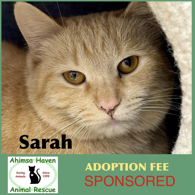 A young medium-sized female Domestic Short Hair cat named Sarah for adoption in Winchendon, MA
